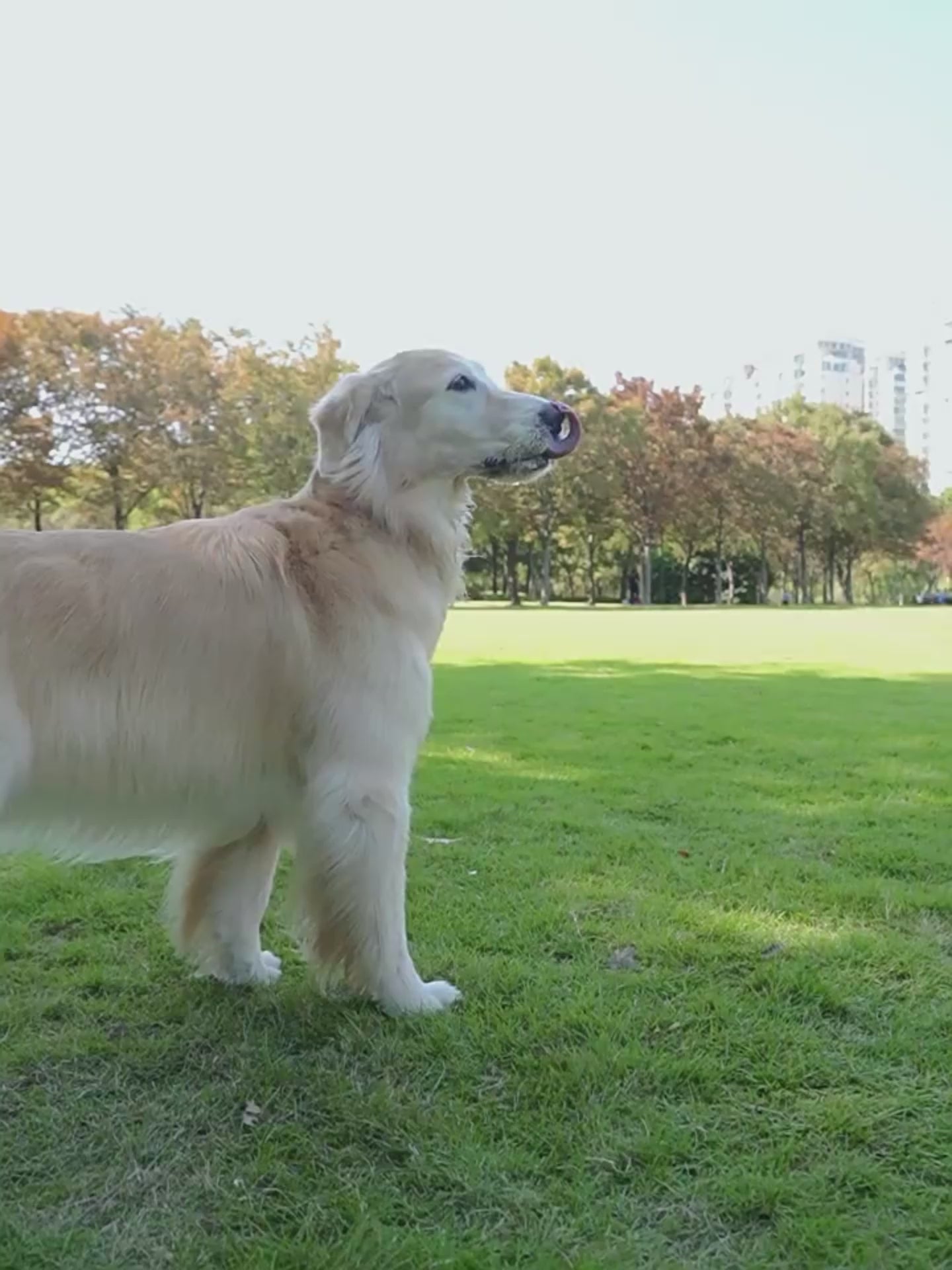 Interactive Dog Soccer Ball for Endless Outdoor Fun