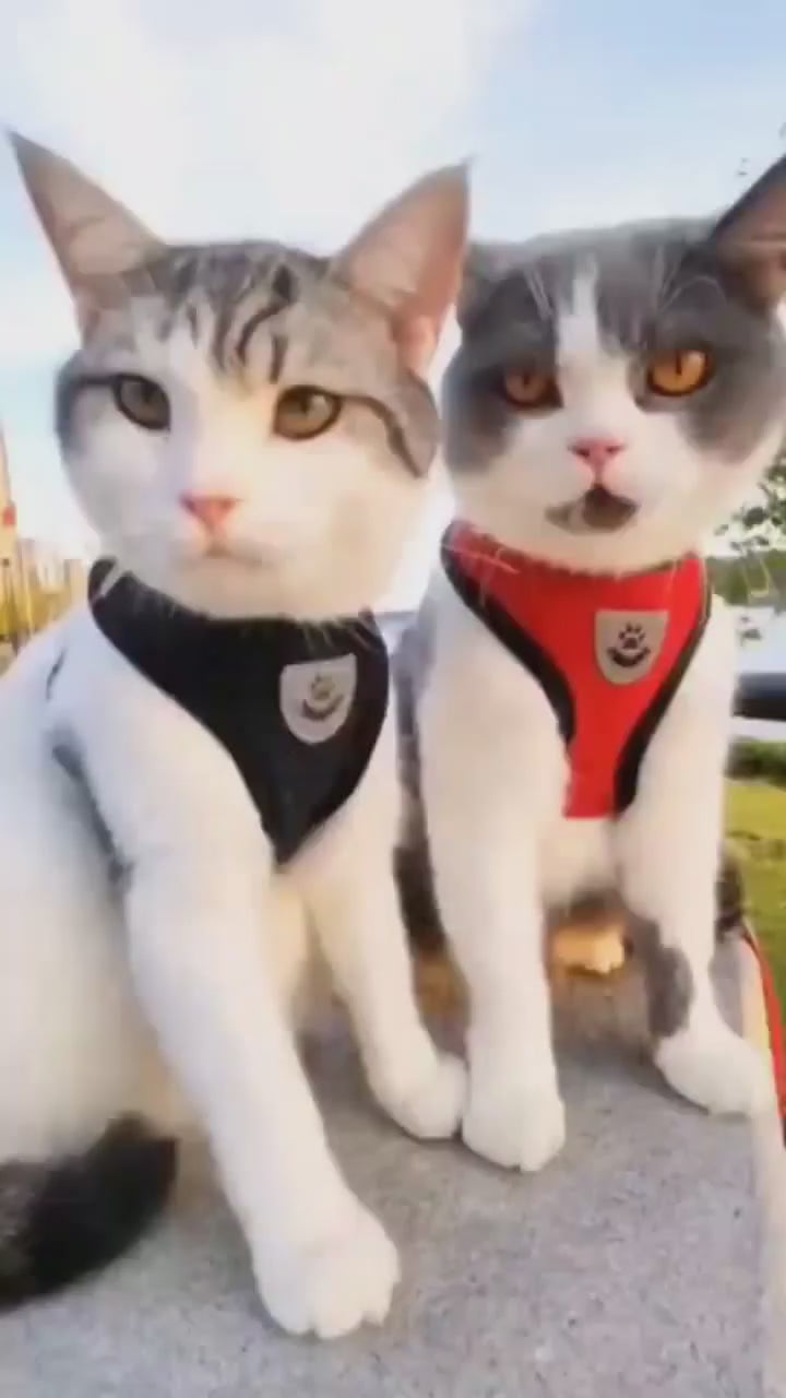 Escape-Proof Cat Harness