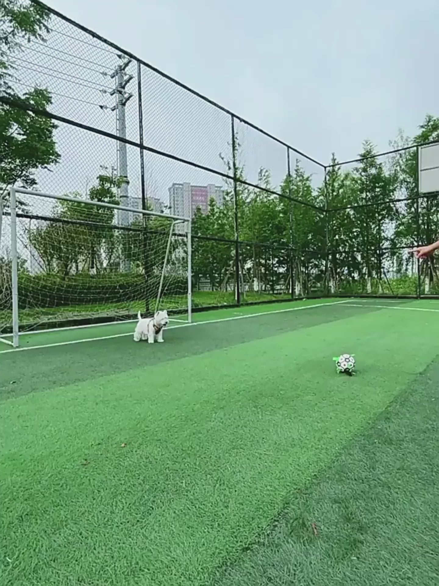 Interactive Dog Soccer Ball for Endless Outdoor Fun